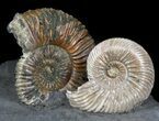 Iridescent Ammonite Fossils Mounted In Shale - x #38110-2